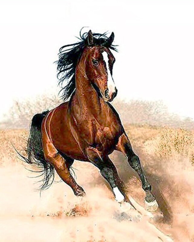 Malování podle čísel Cválající kůň M1182 Malování podle čísel Cválající kůň M1182